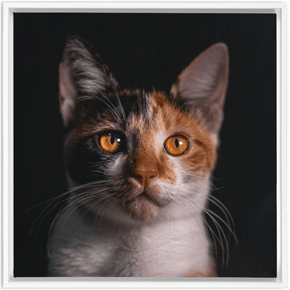 Framed Canvas Wraps - SixCat