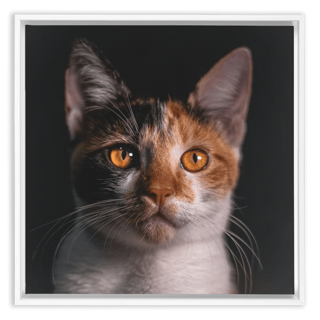 Framed Canvas Wraps - SixCat