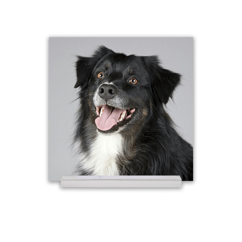 Acrylic Desk Prints - SixCat