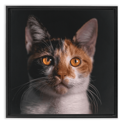 Framed Canvas Wraps - SixCat