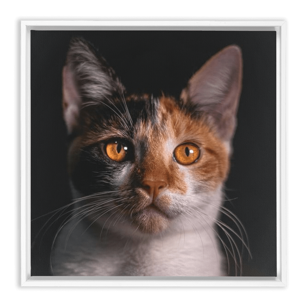 Framed Canvas Wraps - SixCat