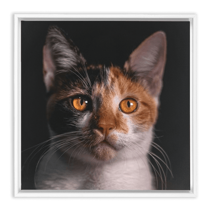 Framed Canvas Wraps - SixCat