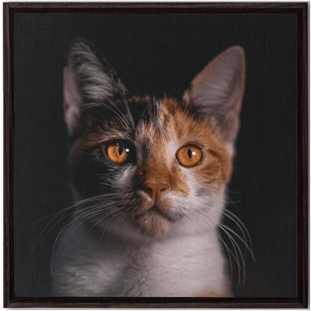 Framed Canvas Wraps - SixCat
