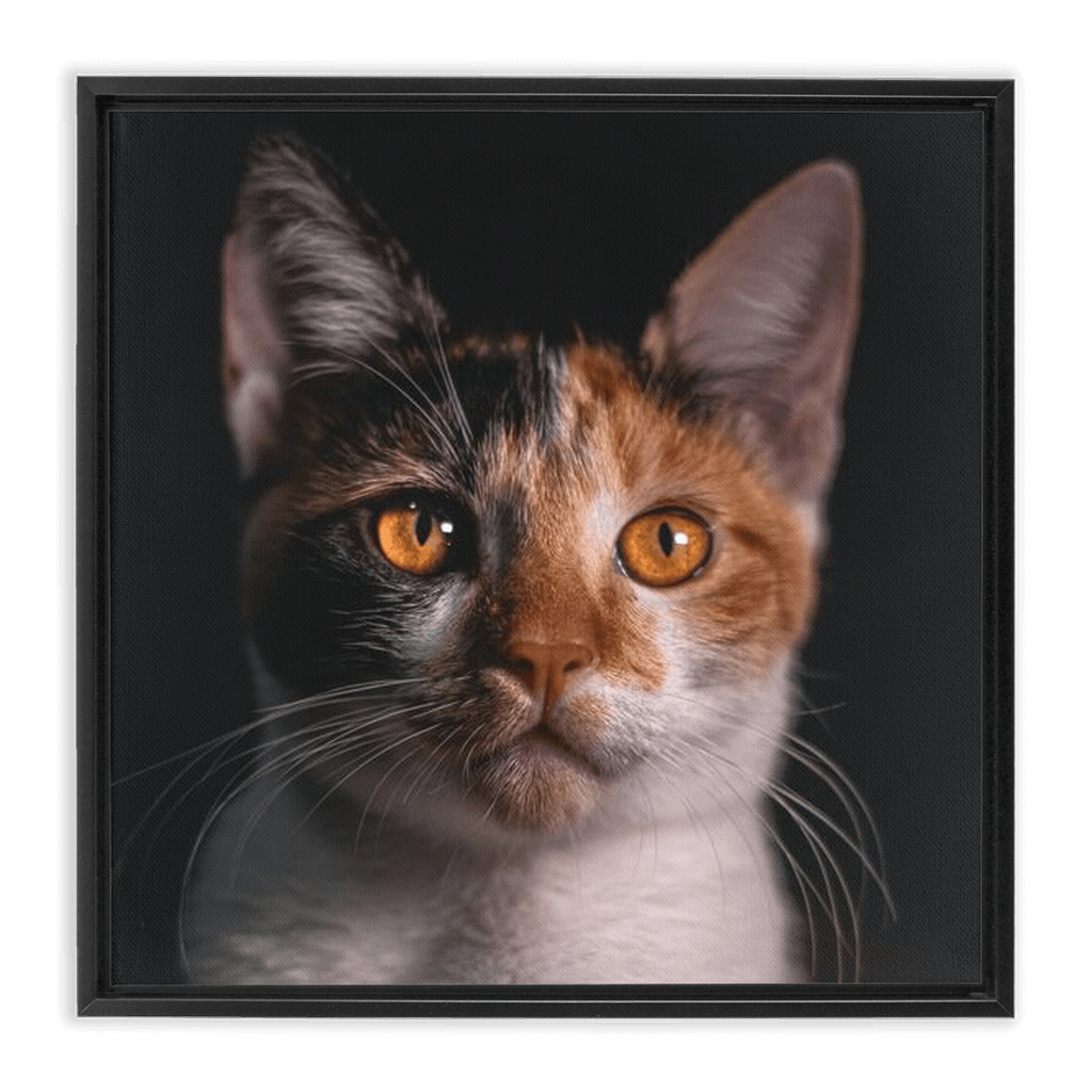 Framed Canvas Wraps - SixCat