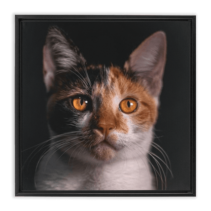Framed Canvas Wraps - SixCat