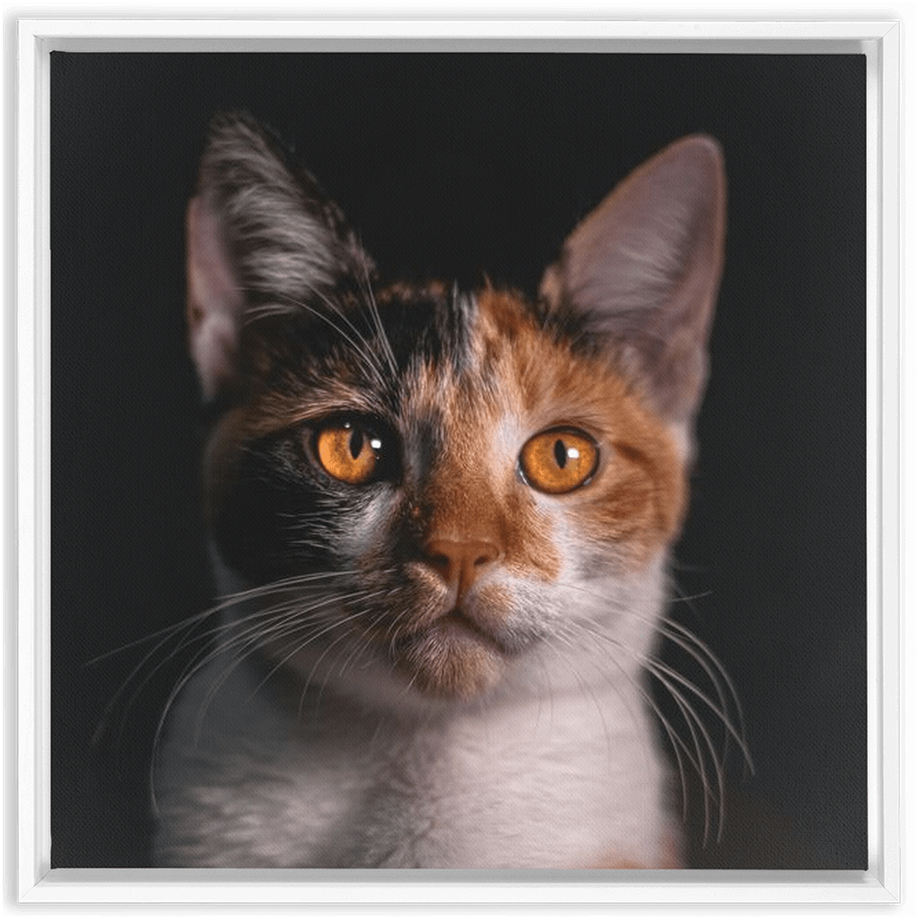 Framed Canvas Wraps - SixCat