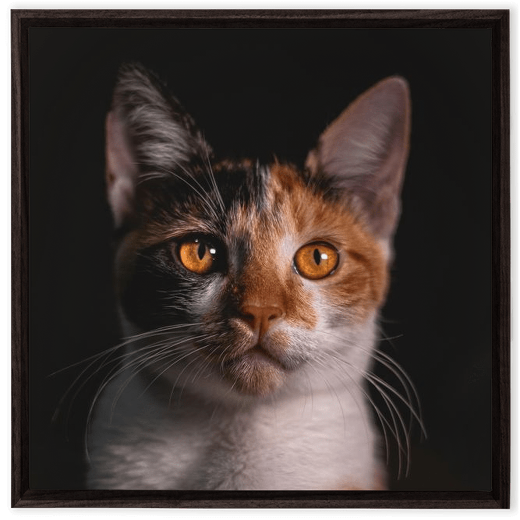 Framed Canvas Wraps - SixCat