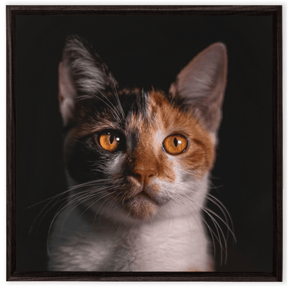 Framed Canvas Wraps - SixCat