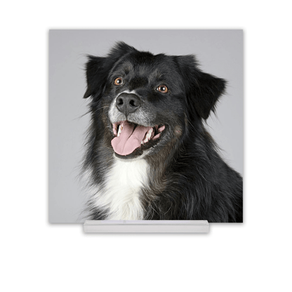 Acrylic Desk Prints - SixCat