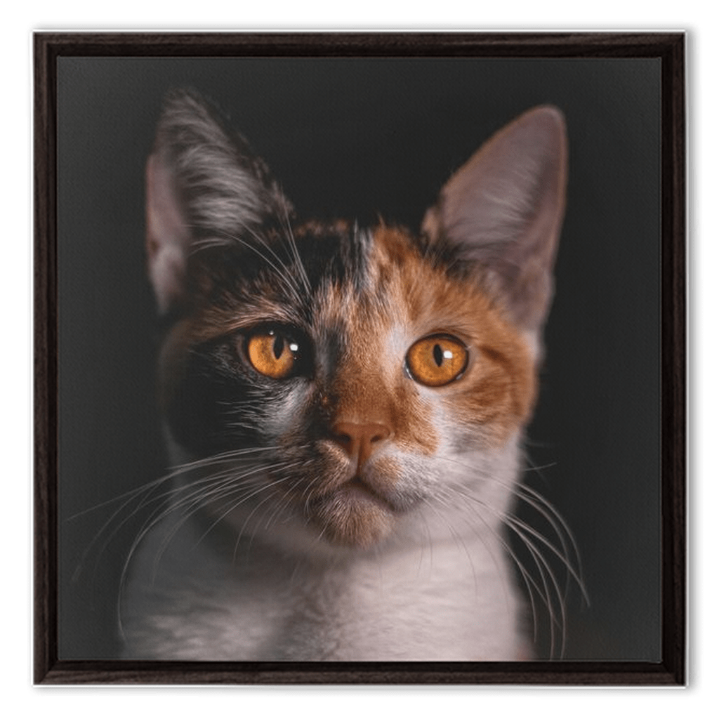 Framed Canvas Wraps - SixCat