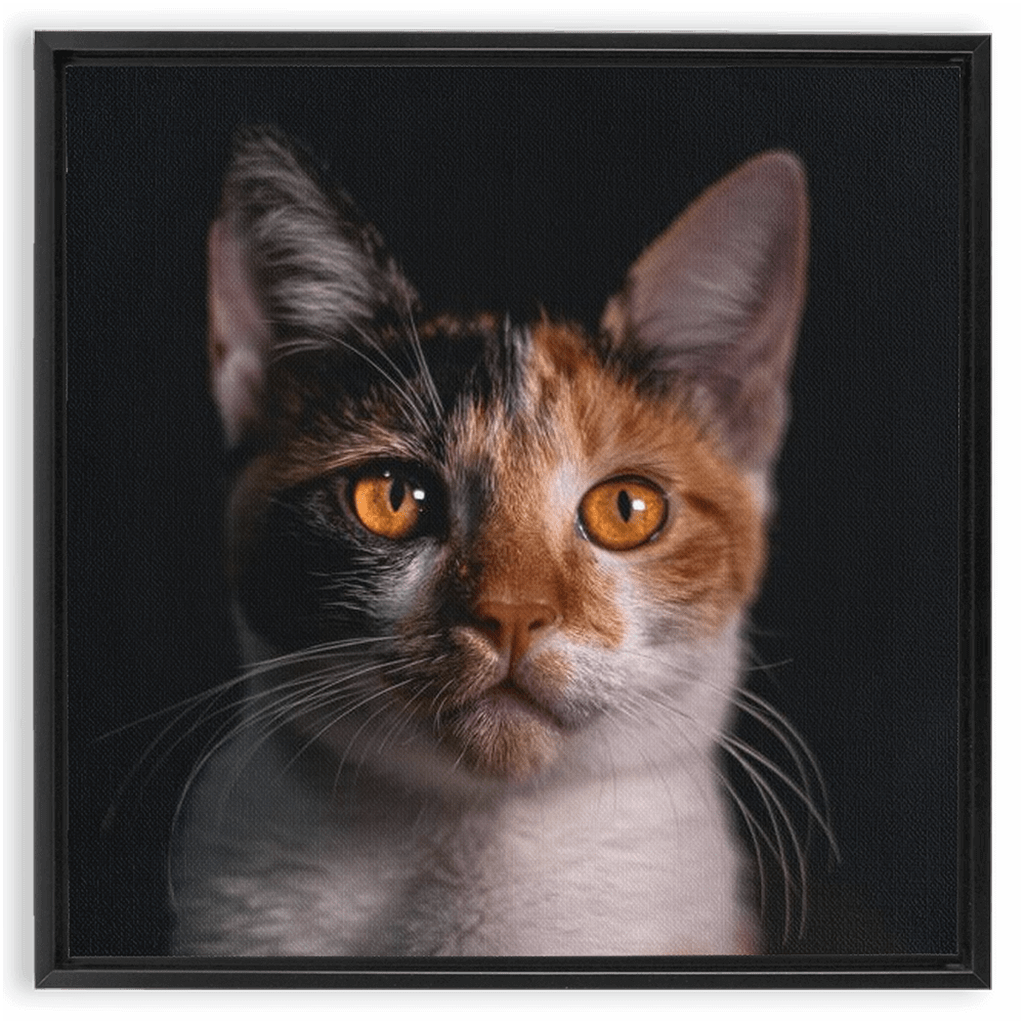 Framed Canvas Wraps - SixCat