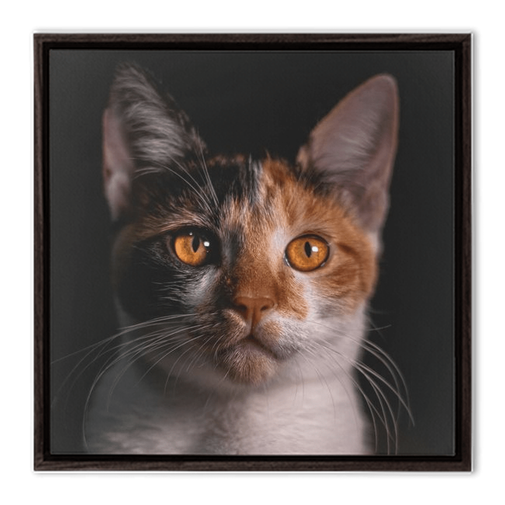 Framed Canvas Wraps - SixCat