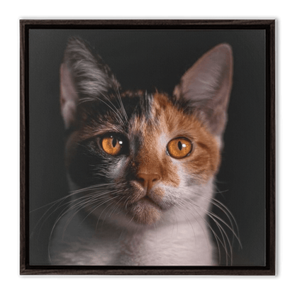 Framed Canvas Wraps - SixCat